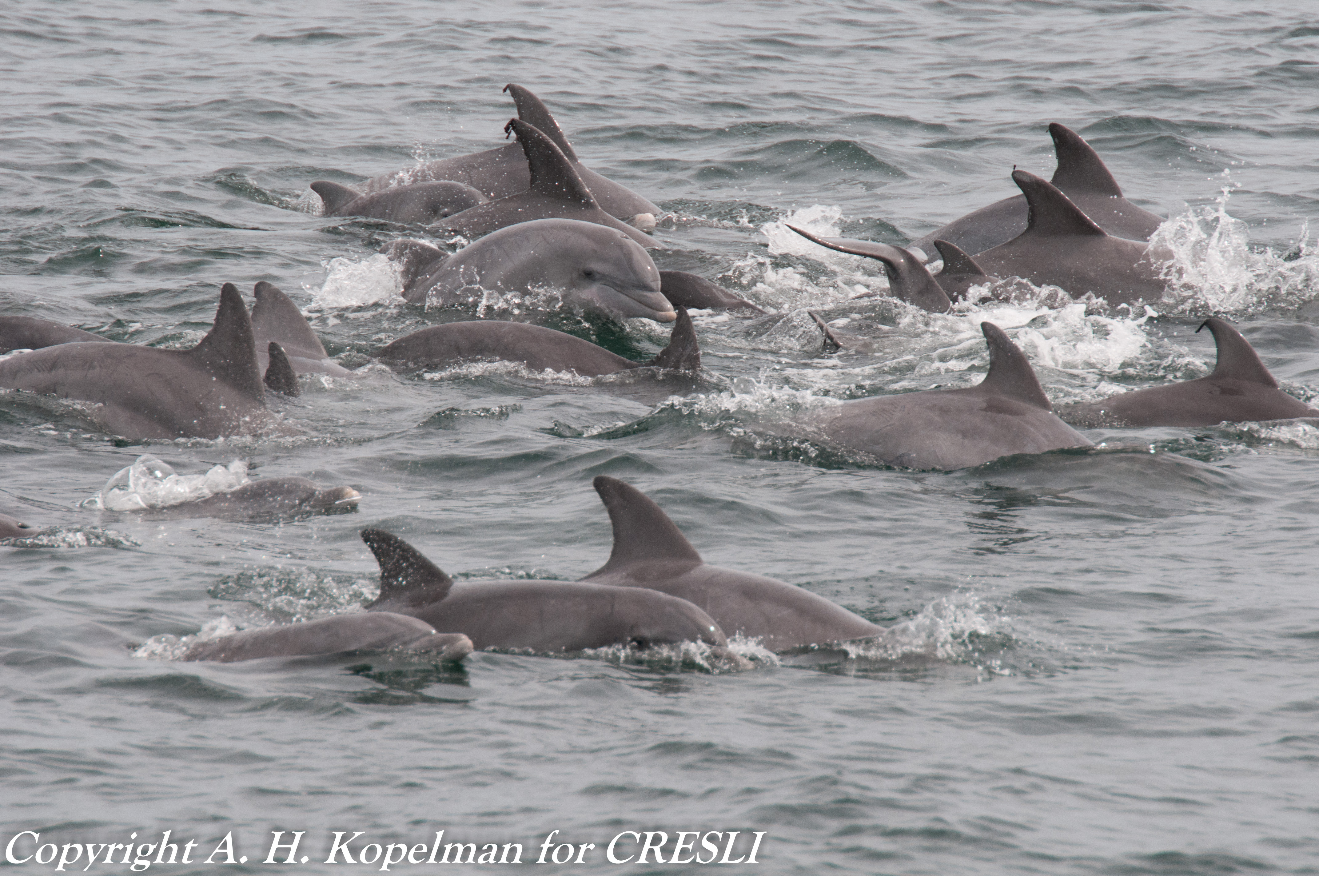 Atlantic bottlenose dolphins