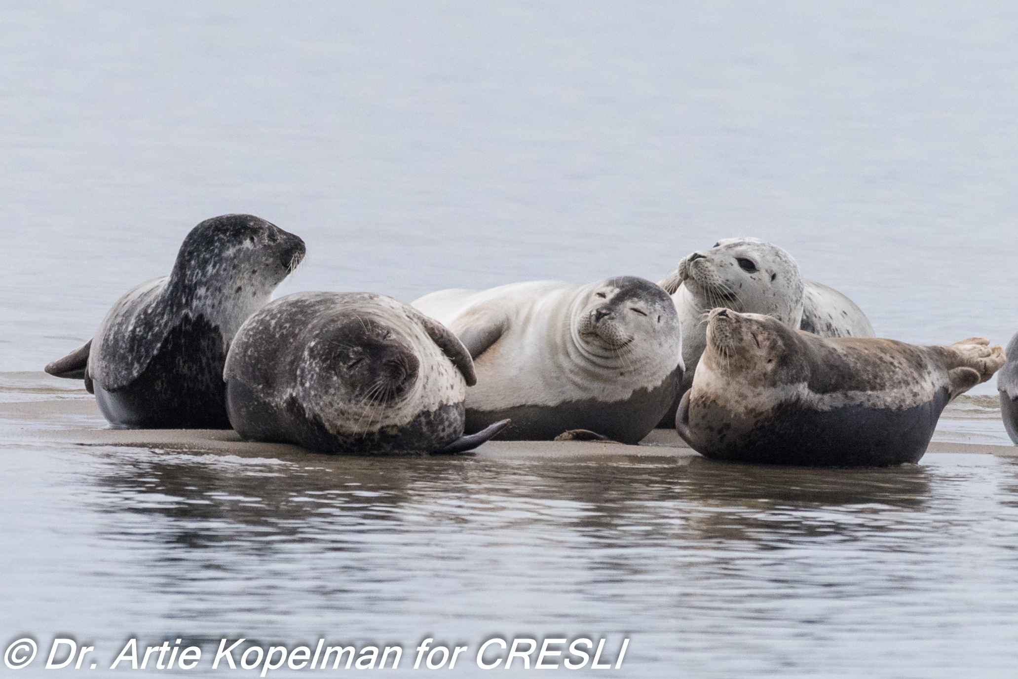 Pinnipeds