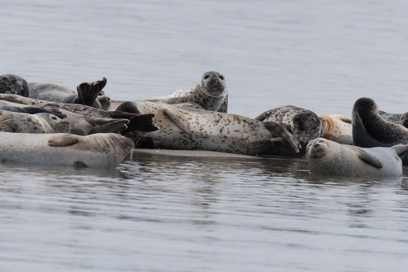 Hauled out harbor seals