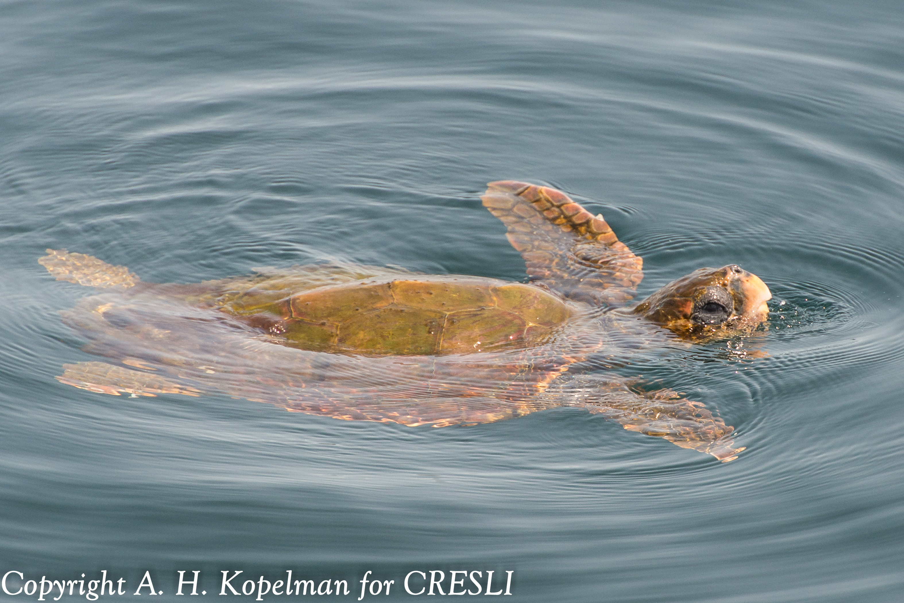 Loggerhead sea turtle