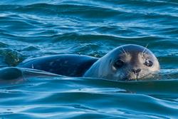 Swimming harbor seal