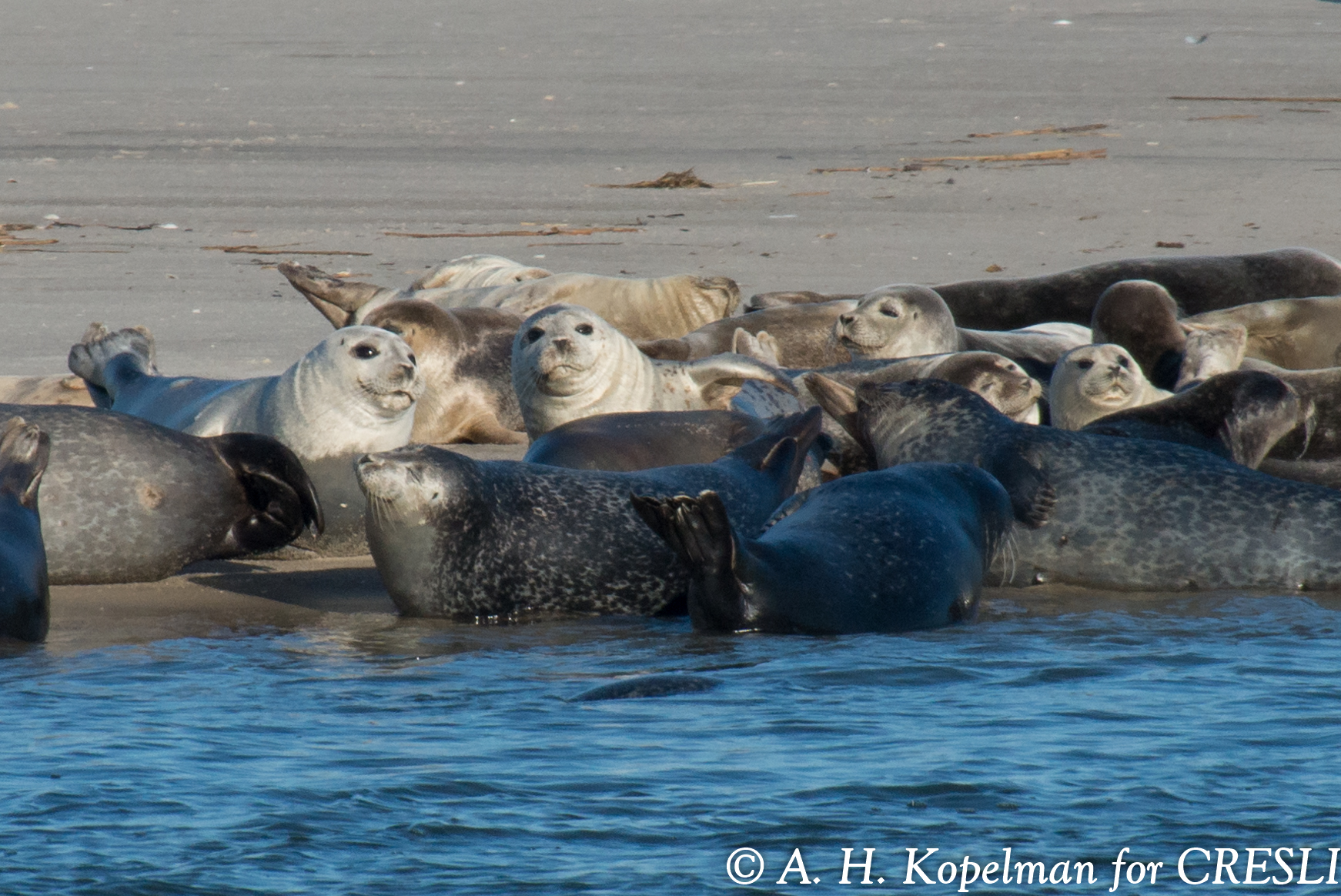 CRESLI 2022-2023 Seal Walks and Cruises
