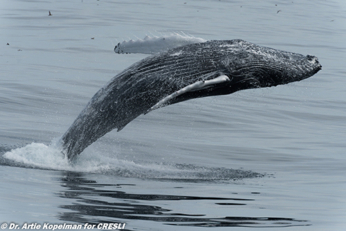 Offshore Whale Watching
