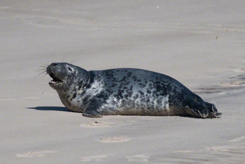 Gray seal pup at Cupsogue, March 2018