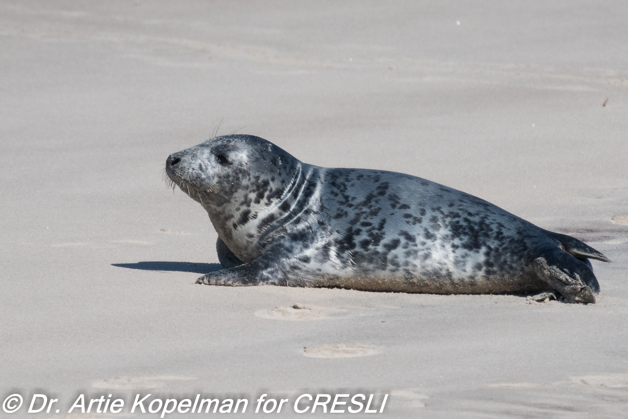 Gray seal pup
