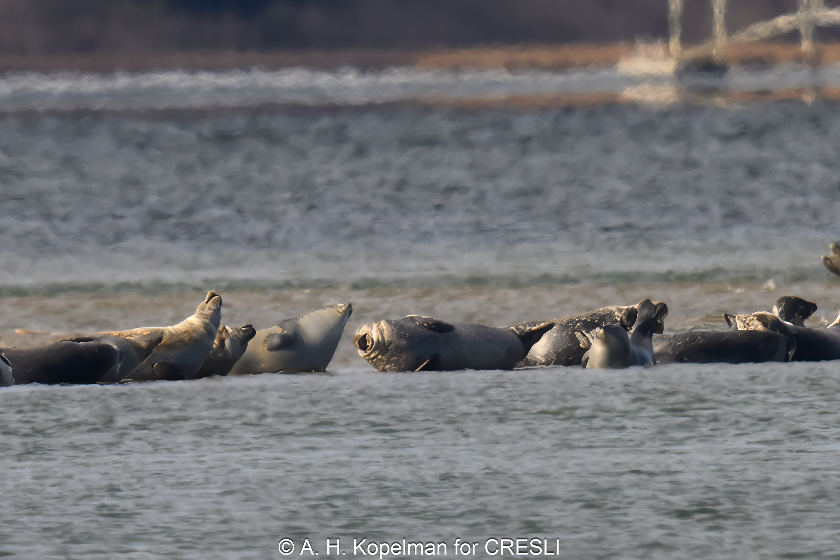 CRESLI 2026-2027 Seal Walks and Cruises