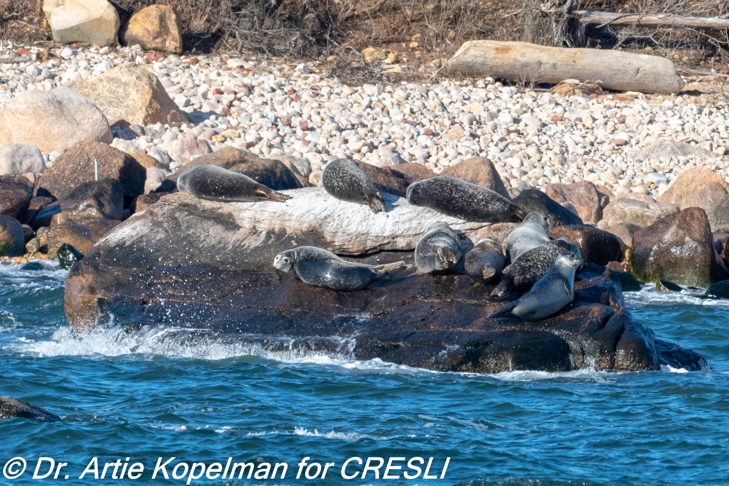 Harbor seals on Plum Island