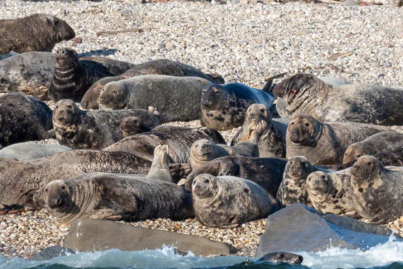 Gray seals at Little Gull Island