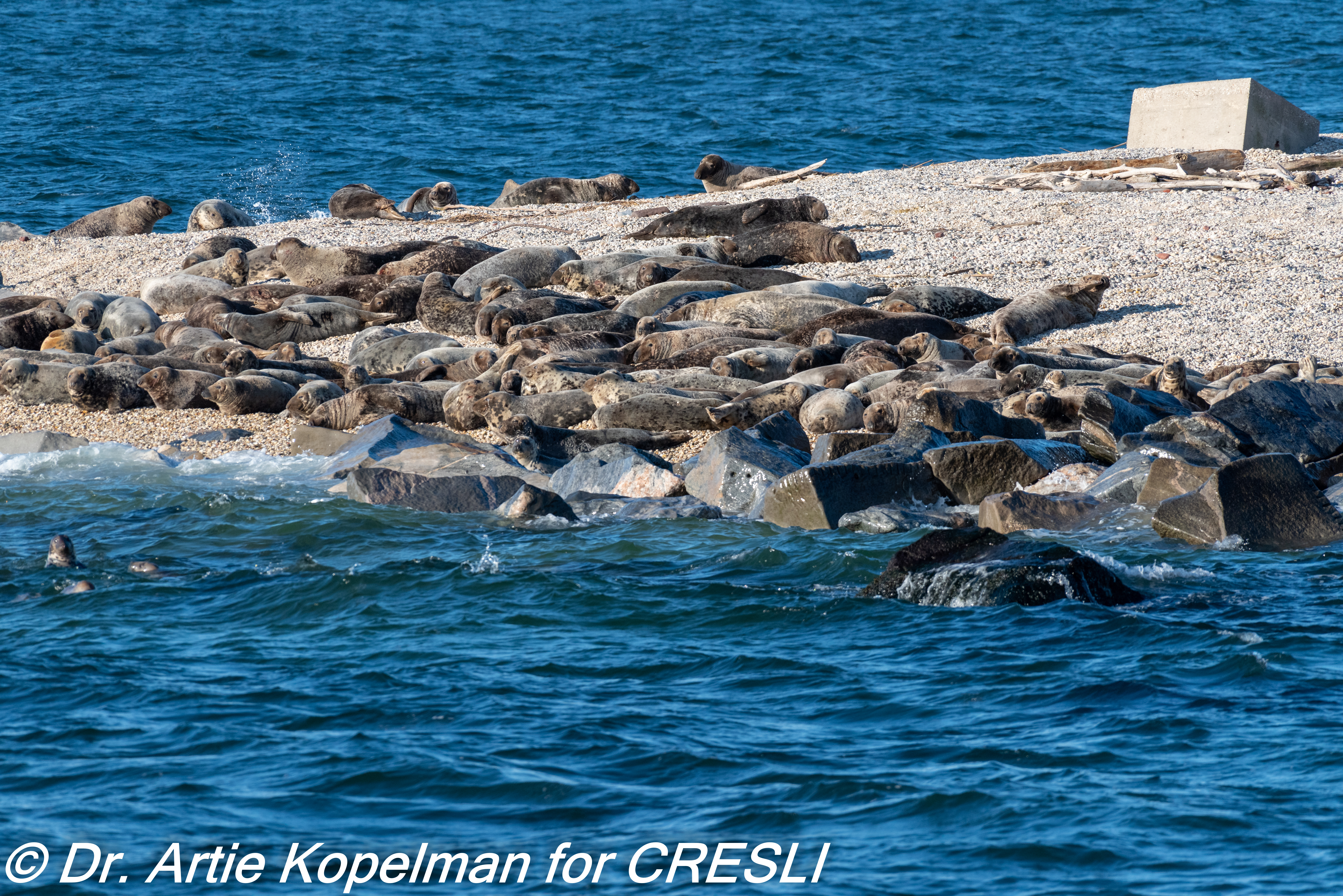 Seal Cruises