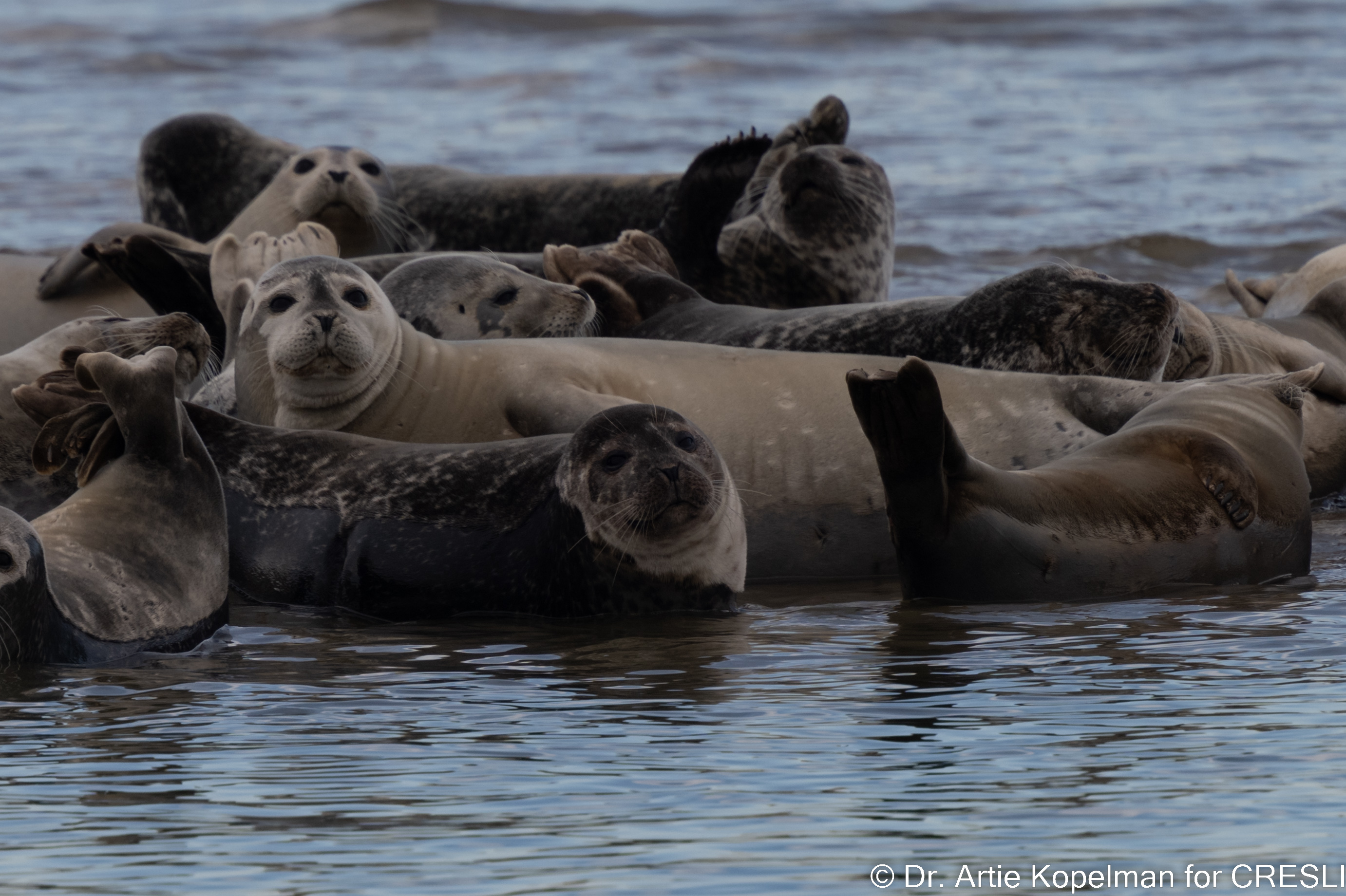 Seals at Shinnecock Bay, February 2022