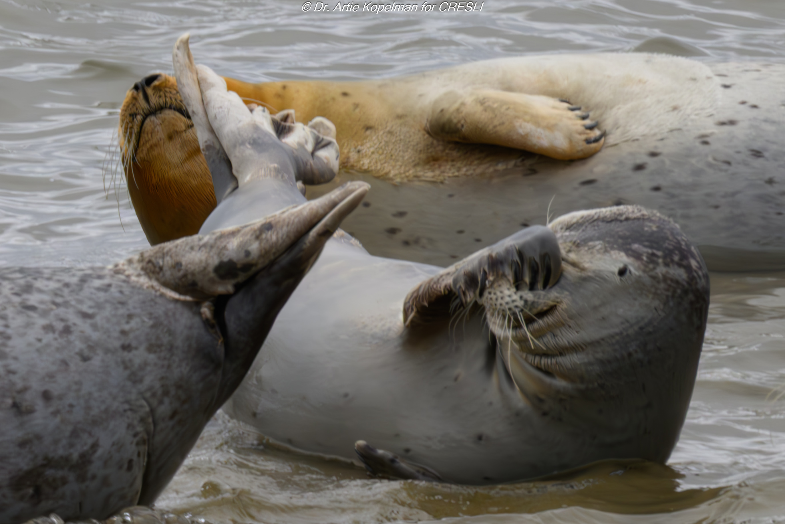 Seal Cruises
