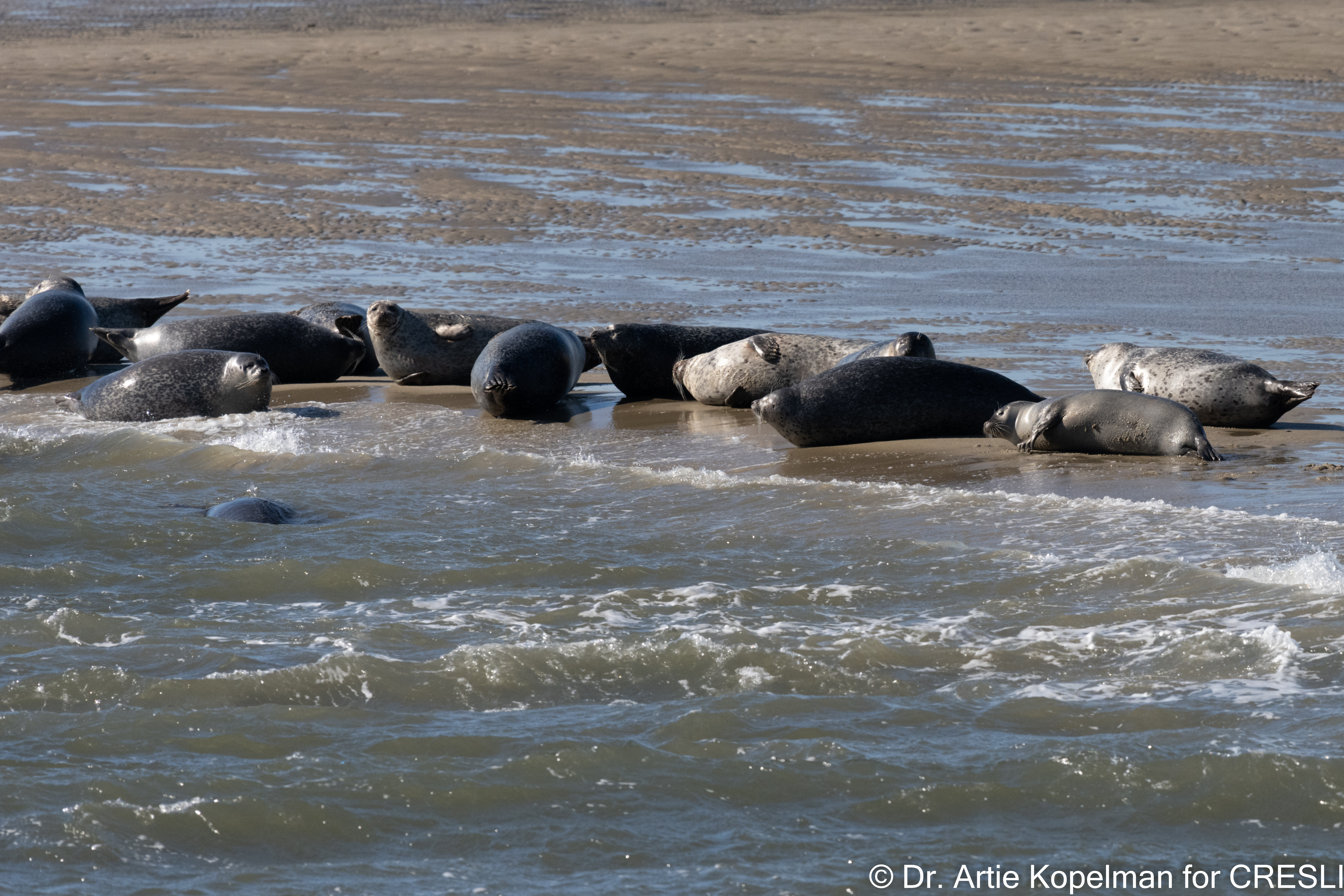 Seal Cruises