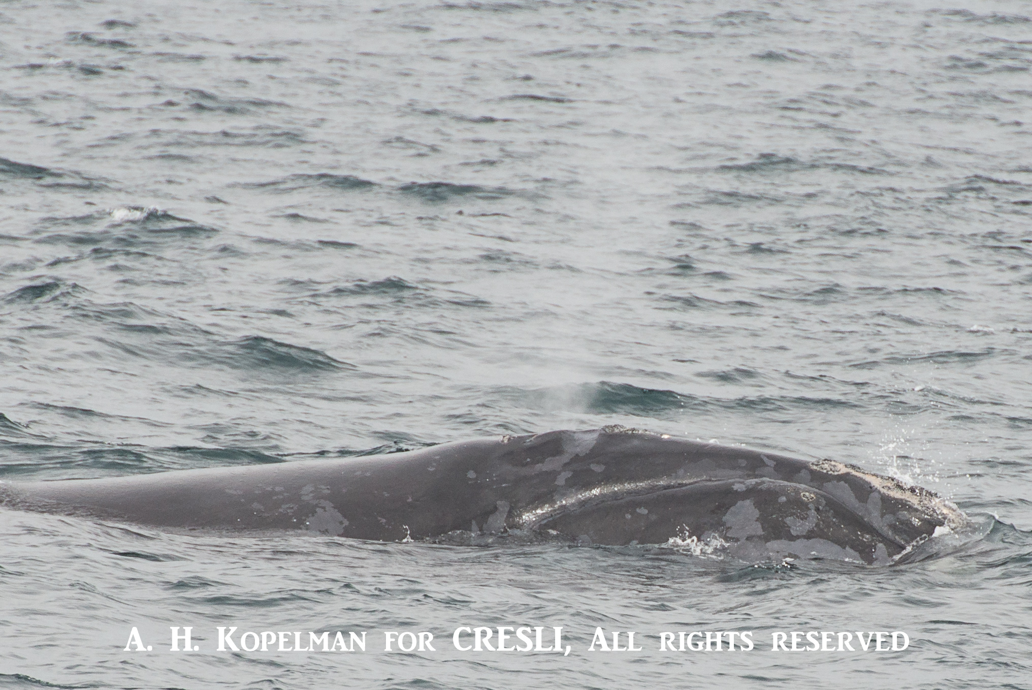 North Atlantic Right Whales (<i>Eubalaena glacialis</i>)