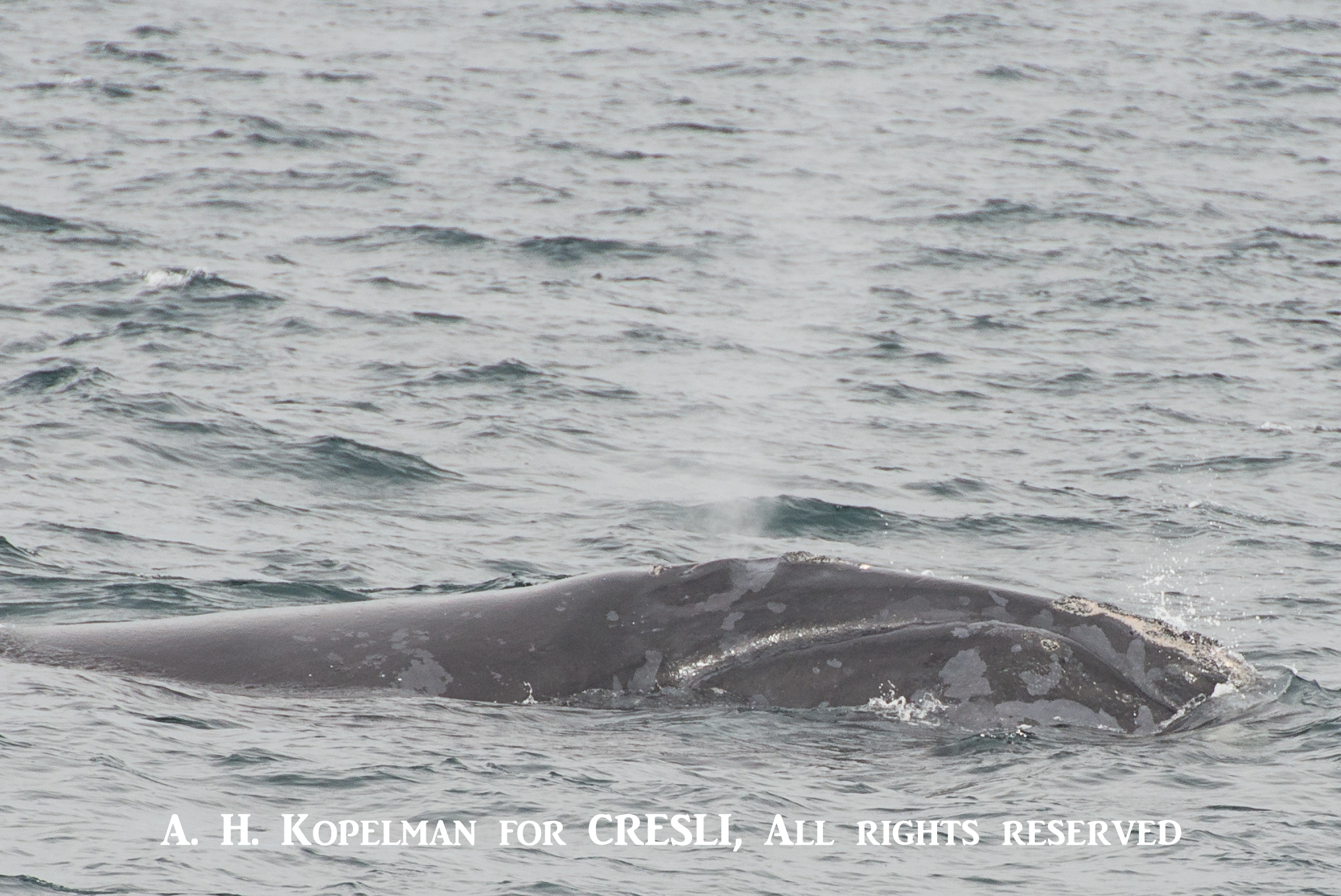 North Atlantic Right Whales (<i>Eubalaena glacialis</i>)