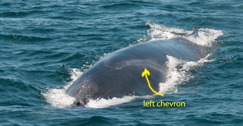Chevron of fin whale is more prominent on the left side