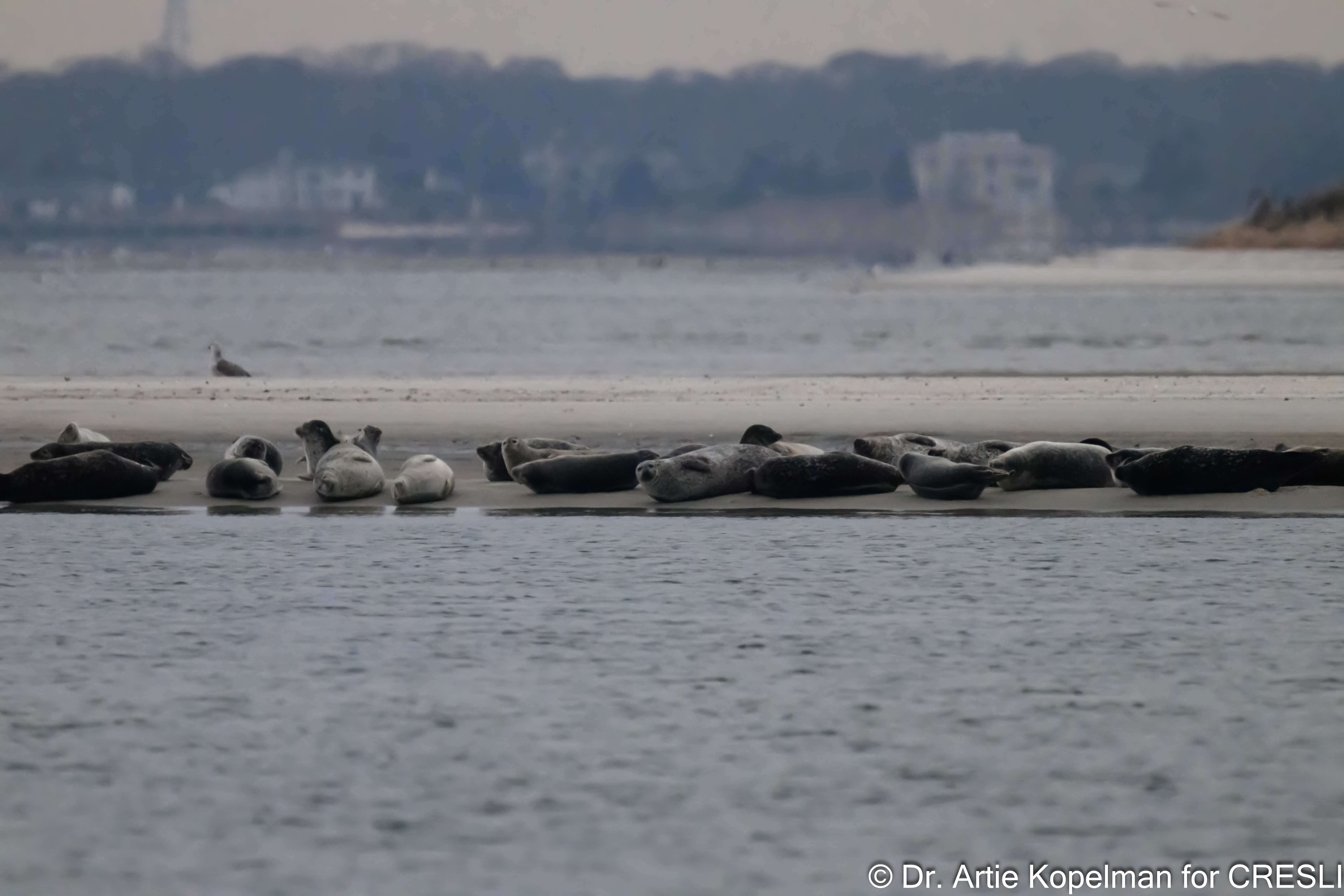 Harbor Seal