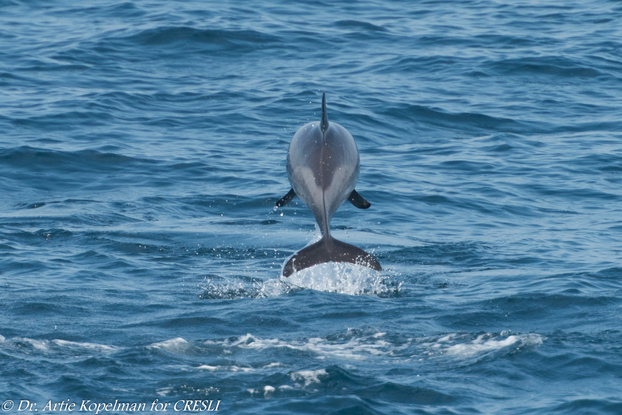 Short-beaked common dolphin, porpoising away