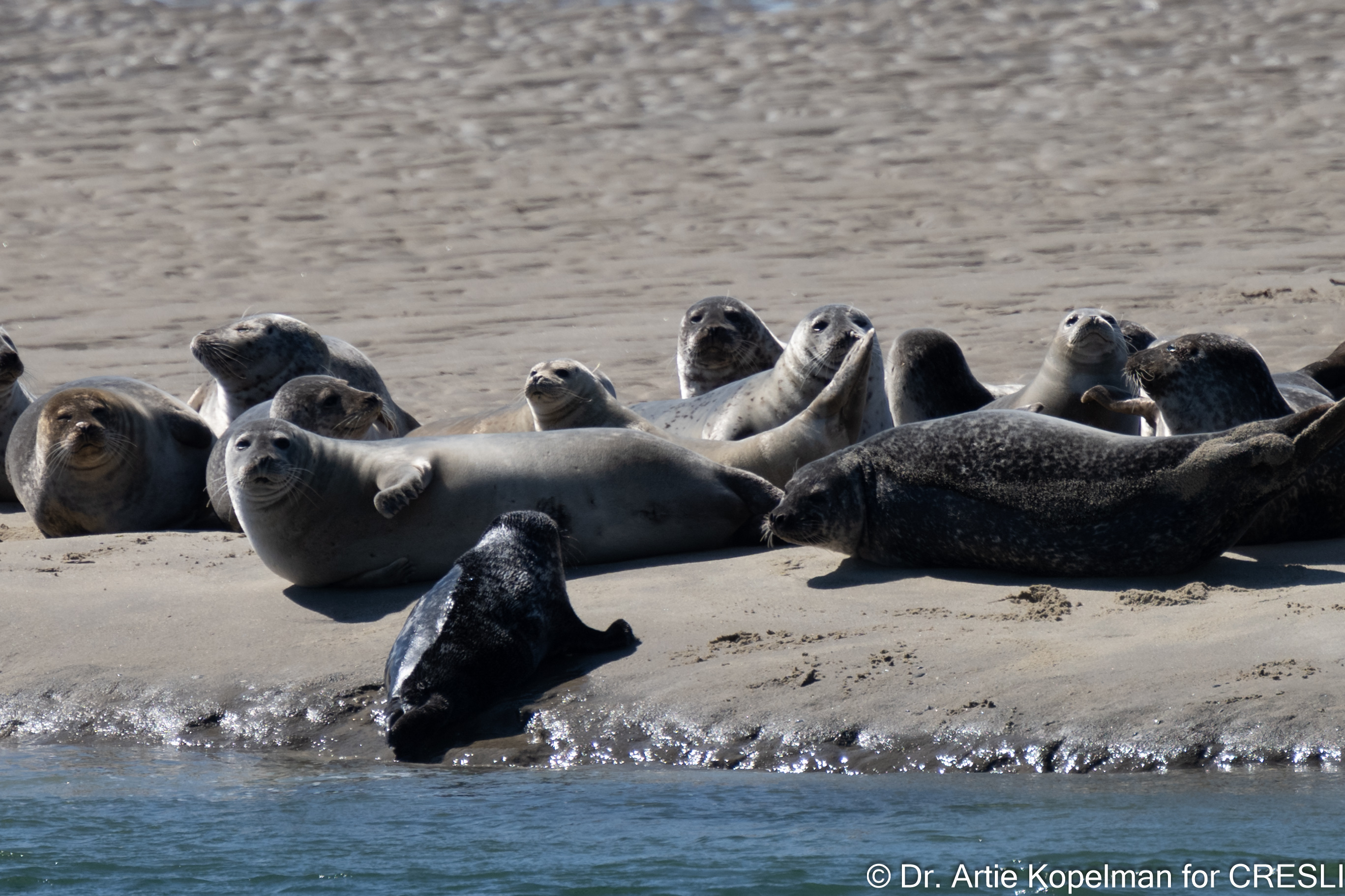 Seals at Shinnecock Bay 3/20/2023