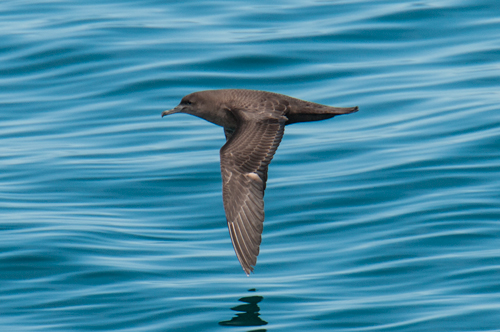 Sooty Shearwater