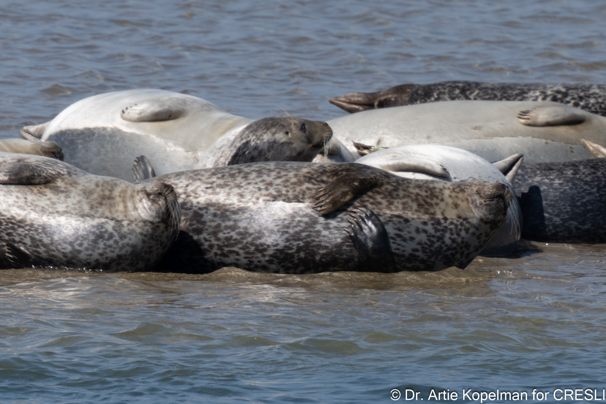 CRESLI Seal Research