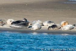 CRESLI Seal Research