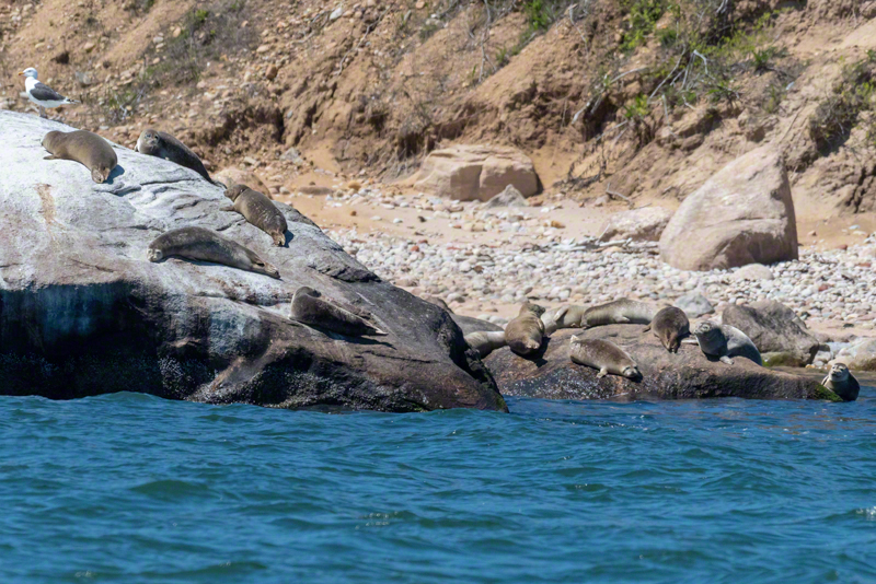 Harbor seals at Plum Island