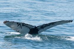 Humpback named W