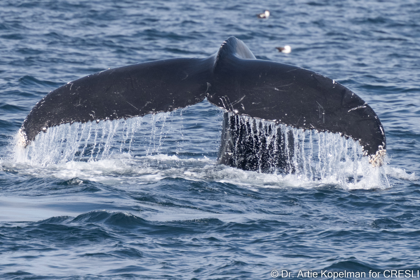 Local Montauk Whale Watching 2022