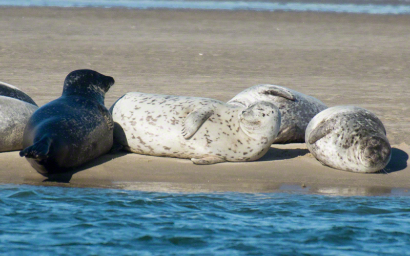 Harbor Seal