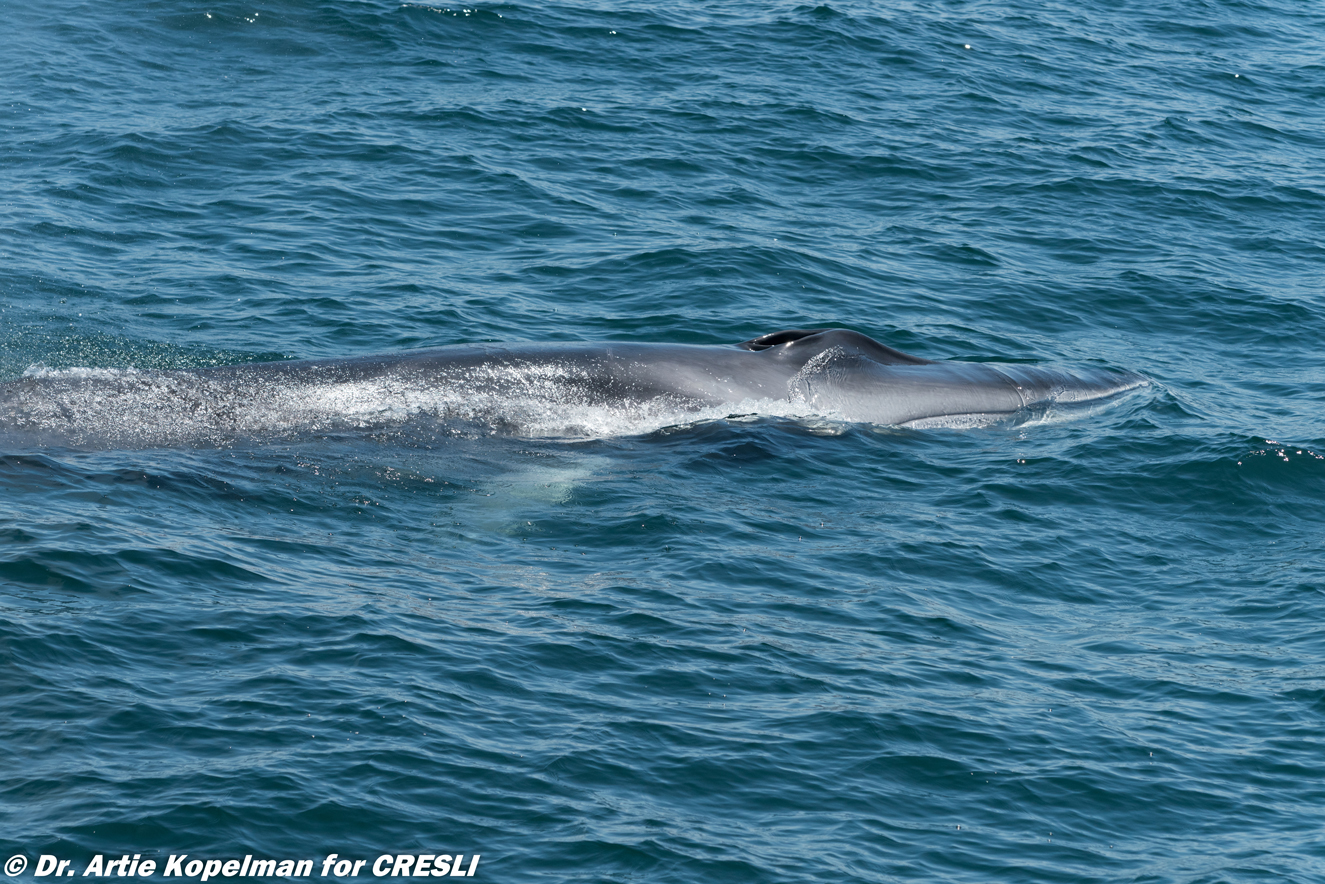Fin Whales