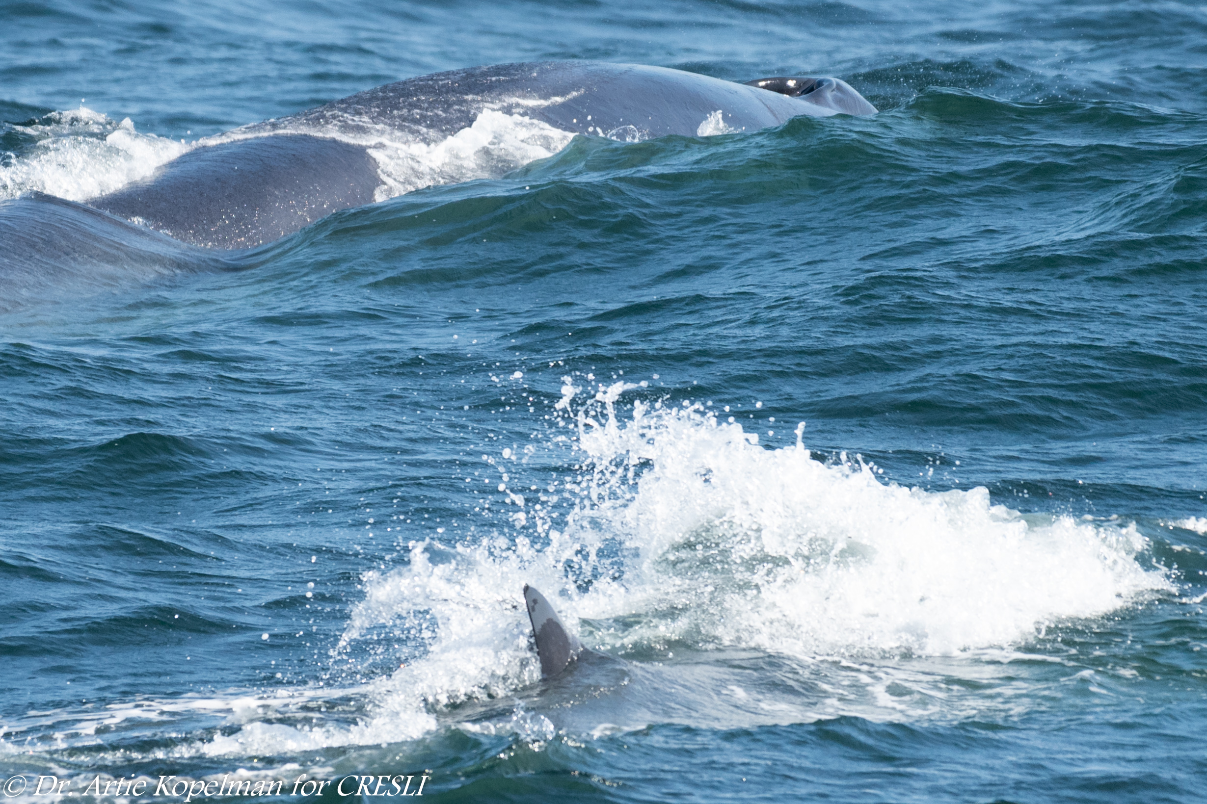 Past CRESLI Whale Watch Sighting Reports