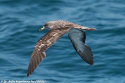 Cory's Shearwater