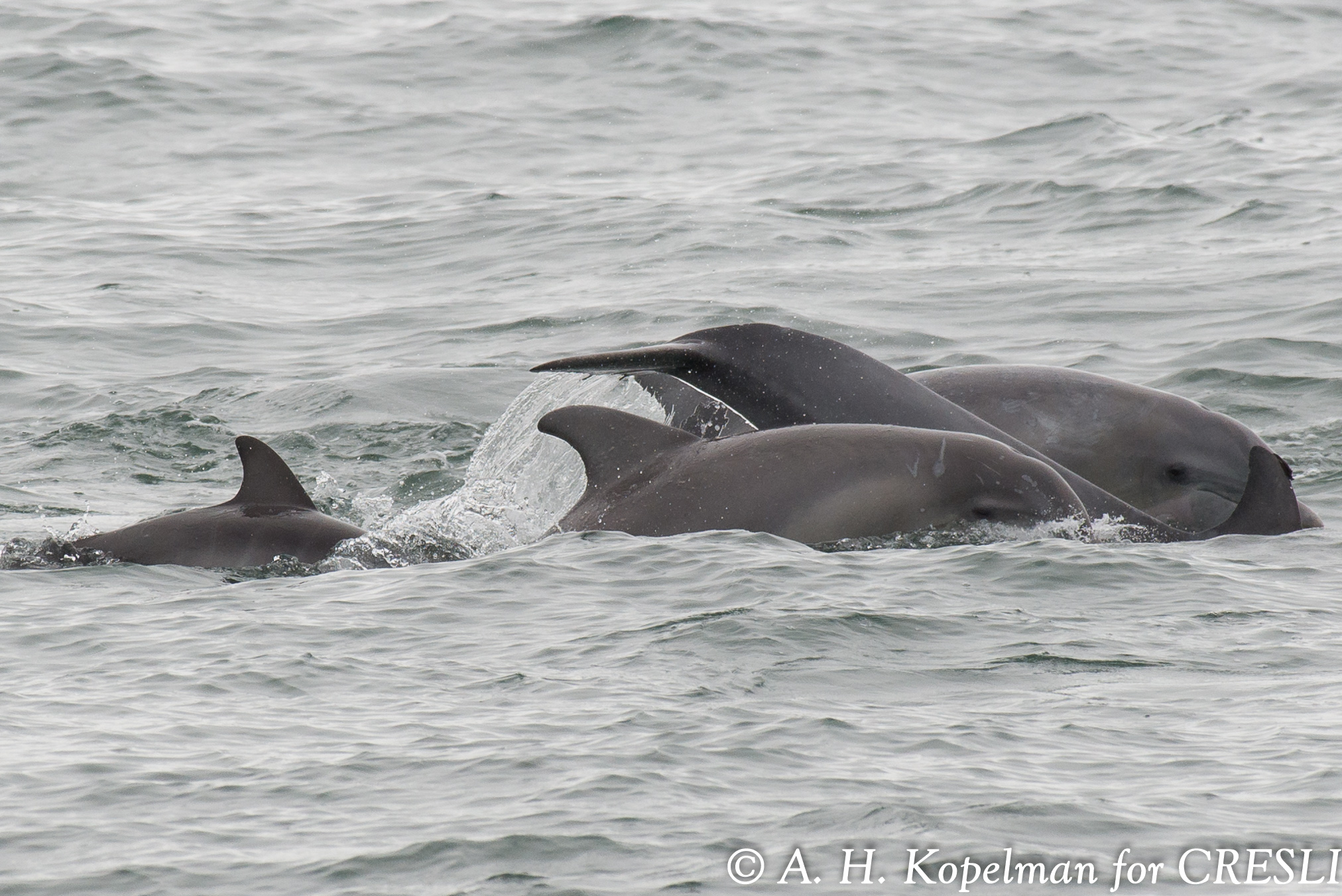 Western North Atlantic Northern Migratory Coastal (AKA Inshore) Bottlenose Dolphins