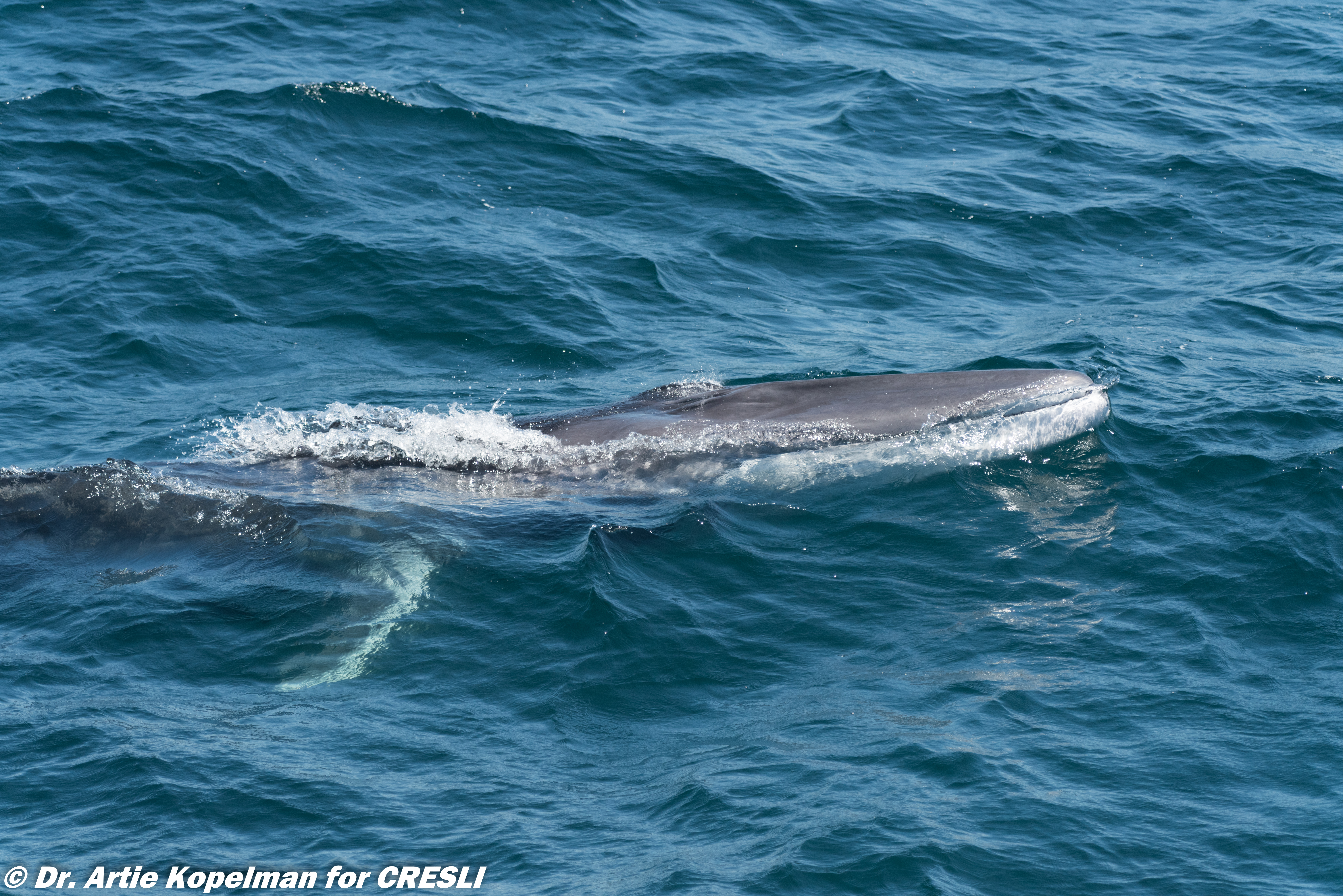 Fin whale calf showing its white lower jaw