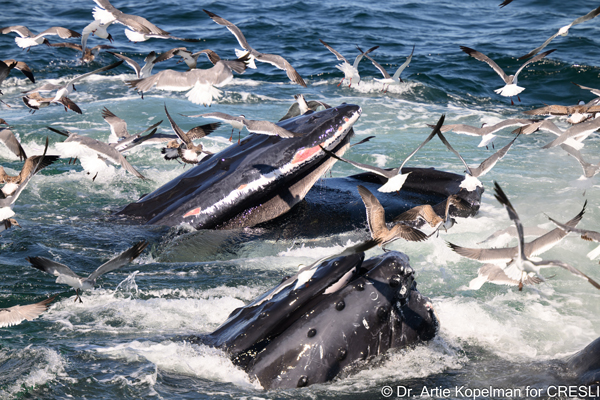2025 Offshore Whale Watching