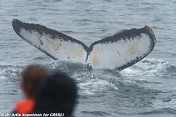 Humpback named "Dory"