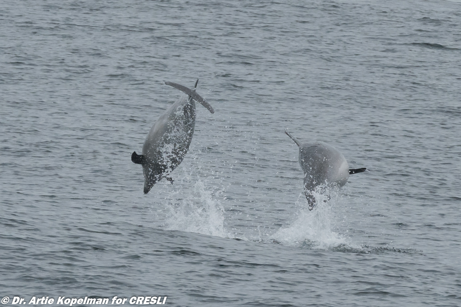 Offshore bottlenose dolphin in the Great South Channel (east of Nantucket)