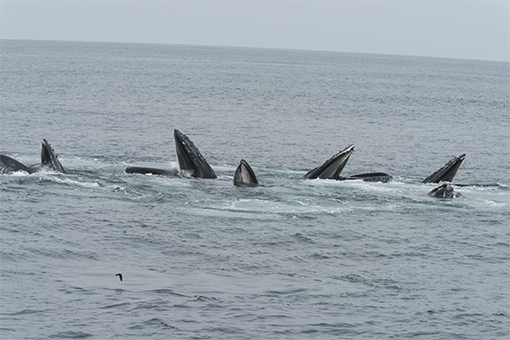 bubble feeding humpbacks