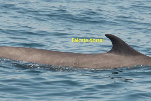 falcate dorsal fin of fin whale