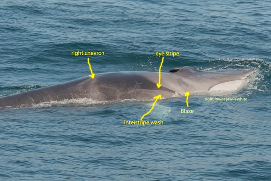 Right side of fin whale's head showing coloration pattern