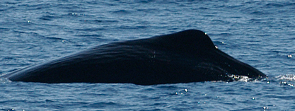 Sperm Whales