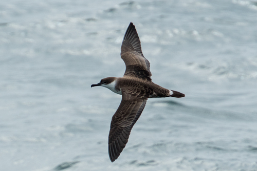 Great Shearwater