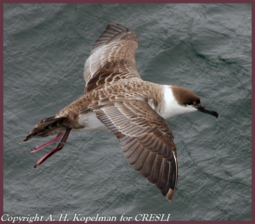 Coastal & Pelagic Birds