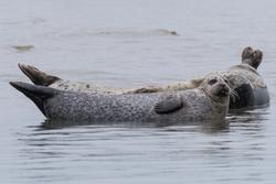 Harbor Seal