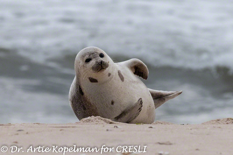 Harp seal at Cupsogue