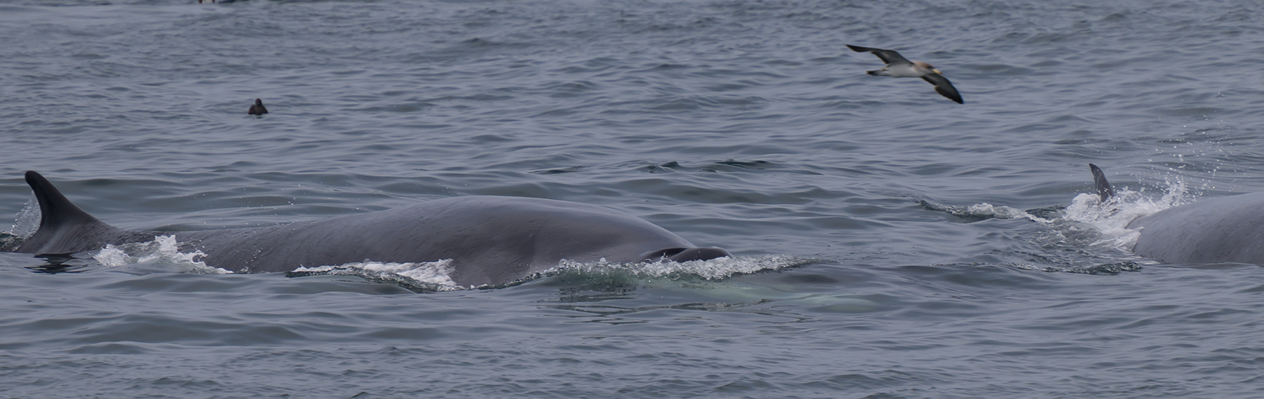 Coastal Research and Education Society of Long Island