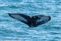 Past Whale Watch Sightings (2013-2022)